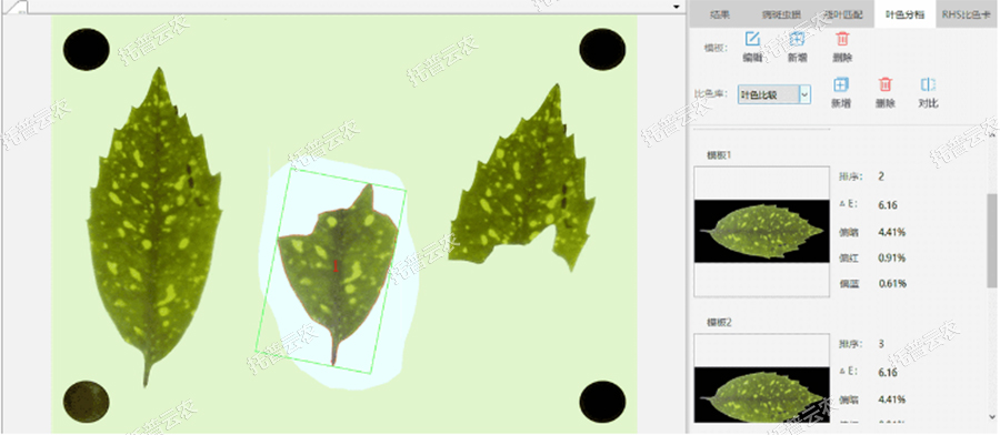 叶色分档 叶色分档